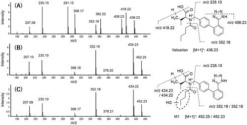 Figure 5. Mass spectrometric characterisation of valsartan (A) and M1 found in the incubation mixtures of valsartan and isolated hepatocytes from a marmoset (B) and a human donor (C). Mass spectra were obtained by scanning the HPLC eluate between retention times of 16.2 and 16.3 min for valsartan (marmoset sample) and 10.0 and 10.2 min for M1 (marmoset and human samples) (see Figure 4).