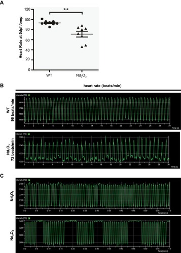Figure 3 Nd2O3 contributed to reduced heart rate and arrhythmia in zebrafish embryos. (A) Quantitative analysis of heart rate at 5 dpf. Compared with the 0 ug/mL group. **P≤0.01. (B) Representative results of heart rate analysis. (C) Representative results of arrhythmia analysis of Nd2O3 exposed embryo. Whole time-lapse imaging can be seen in Supplementary Movies S2–S5.