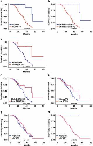 Figure 10. Correlations between CCDC106, p53, ATF4 and p21 expression and overall survival of ovarian cancer patients. (a-c) The overall survival of ovarian cancer patients was significantly correlated with FIGO stage (p<0.0001), lymph node metastasis (p<0.0001) and p53 status (p=0.0042). (d, e) The overall survival of ovarian cancer patients with a high level of CCDC106 and ATF4 was significantly lower than patients with a low level of CCDC106 (p=0.0088) and ATF4 (p=0.045), respectively. (f, g) The overall survival of ovarian cancer patients with high or low expression levels of p53 and p21 was not significantly different.