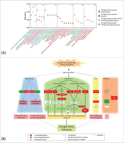 Figure 6. KEGG pathway enrichment and schematic diagram of hormone-related genes involved in drought stress tolerance. (A) DEGs detected under different conditions were analyzed by KEGG mapper, and enrichment was performed by hypergeometric probability distribution. Pathways with p<0.01 and FDR<0.05 are shown. 1 and 2: pathways commonly involved in drought stress response and drought tolerance after P. indica colonization; 3-6: pathways specific to DEG sets as denoted in the figure. (B) Schematic diagram of hormone–related genes involved in drought stress tolerance based on KEGG mapping of hormone-related DEGs, relative knowledge documented in reference (detailed annotation and expression pattern of each gene is found in the supplemental tables).