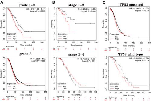 Figure 5 Restrict overall survival analysis on GNG11 mRNA expression in patients with ovarian serous cystadenocarcinoma. (A) Tumor grade; (B) cancer stage; (C) TP53 mutation status.