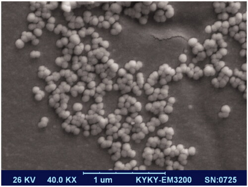 Figure 5. SEM image of CH-SA NP after six months immersion in PBS. Nanoparticles retained their spherical shape in this period.