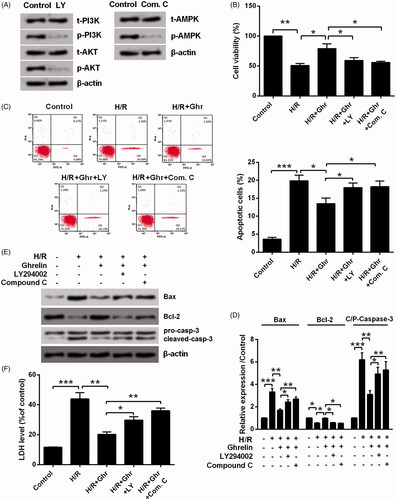 Figure 5. Ghrelin protects H9c2 cells against hypoxia/reoxygenation (H/R)-induced cell loss via PI3K/AKT and AMPK pathways. (A) Expression of proteins in PI3K/AKT and AMPK pathways was measured by Western blot, after the treatment of LY294002 and Compound C. H9c2 cells were pretreated with 0.1 μM ghrelin in the presence or absence of LY294002/Compound C and then subjected to H/R, (B) cell viability, (C) apoptosis rate, (D–E) expression of apoptosis-related proteins, and (F) the release of LDH were assessed by CCK-8 assay, flow cytometry, Western blot, and LDH Cytotoxicity Assay Kit. *, **, and *** stand for p < .05, p < .01 and p < .001, respectively.