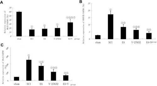 Figure 5 Effect of electroacupuncture on changes in mRNA expression of MLCP, ROCK II and RhoA in injured spinal cords. (A) Compiled results in a bar graph for MLCP expression. Compiled results in a bar graph (B) for ROCK II expression. (C) for RhoA expression.① P<0.01,. ③ P<0.01. ⑤ P<0.01; ⑥ P<0.05 versus EA. ⑦ P<0.01 versus Y27632. Data are expressed as the mean±SD (1-way analysis of variance and Student-Newman-Keuls post hoc test, n=4 rats/group).