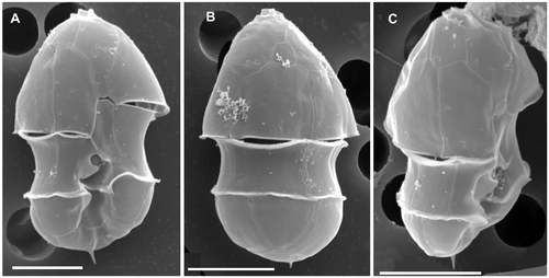 Fig. 2. Azadinium spinosum. SEM micrographs of thecae of different cells in (A) ventral view; (B) dorsal view; (C) right-lateral view. Scale bars: 5 µm.