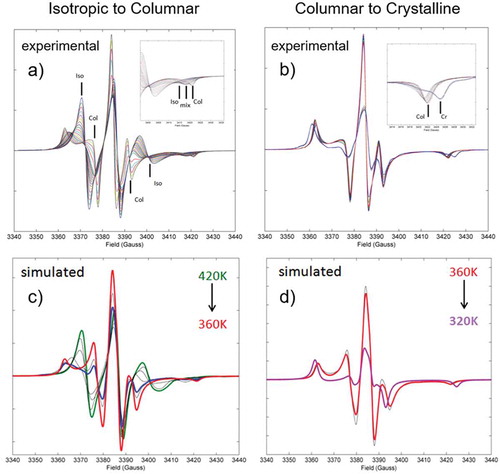 Figure 7. (Colour online) Panel (a) shows experimental VT EPR spectra of HAT6 doped with discotic rigid core probe recorded every 3 K between 420 and 360 K on cooling. Inset shows a magnified image of the high-field edge of EPR spectra. Vertical lines indicate the features in EPR spectra corresponding either to I or to Col states of HAT6. ‘Mix’ in the inset indicates the high-field feature associated with the mixed state. Panel (b) shows EPR spectra between 360 and 320 K on cooling. Inset indicates a magnified image of the high-field edge of EPR spectra. Vertical lines indicate the features in EPR spectra corresponding either to Col or to Cr phases of HAT6. Panels (c) and (d) correspond to the simulated EPR spectra for selected temperatures representing most characteristic line shapes. I, Col and Cr shapes are shown by green, red and purple lines. The I–Col phase transition critical point is shown by blue line. Figures are reproduced from [Citation54] with some modification and permission from WILEY.