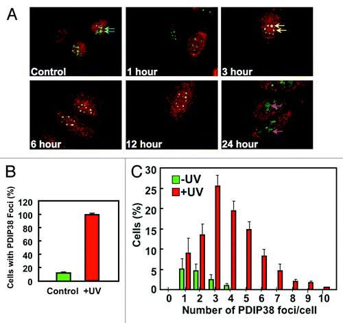 Figure 4. Time course and duration of PDIP38 co-localization with SC35 after UV treatment. (A) A549 cells were globally irradiated with 60 J/m2 of UV and allowed to recover for the indicated times. Cells were fixed and co-stained for PDIP38 (red immunofluorescence) and SC35 (green immunofluorescence). Only the merged images for each time point are shown. Images were captured at 100× magnification. Blue arrows in the control panel indicate the green fluorescence of the spliceosomes. In the 3 h time point panel, the yellow arrows show that most of the spliceosomes exhibit co-localization of PDIP38 and SC35 immunofluorescence. Pink arrows in the 24 h time point panel show the large diffuse areas of SC35 green fluorescence that now do not show association with PDIP38. (B) Untreated A549 cells or globally irradiated (60 J/m2) cells were harvested 3 h post-treatment. Cells were fixed and stained as described above. Quantitation was performed by counting 100 cells in 4 separate experiments and scoring the percentage of cells exhibiting PDIP38 co-localization with SC53 in control (green bars) and UV-treated cells (red bars). Data are plotted as mean ± SD (n = 4). (C) A549 cells were treated with UV as described above. Quantitation was performed by counting the number of PDIP38 foci present in each individual cell. One hundred cells were counted in 4 separate experiments. The percentage of cells was plotted against the number of PDIP38-containing foci per cell (Control, green bars; UV-treated cells, red bars). Data are plotted as mean ± SD (n = 4).