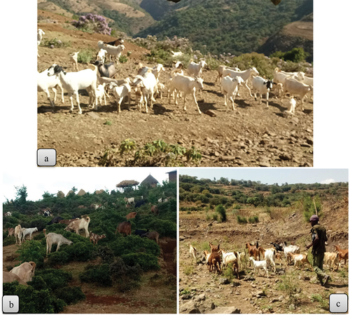 Figure 2. Goat herding practices in Bibugn district (a), Goncha Siso Enesie (b) and Hulet Eju Enesie (c) districts.