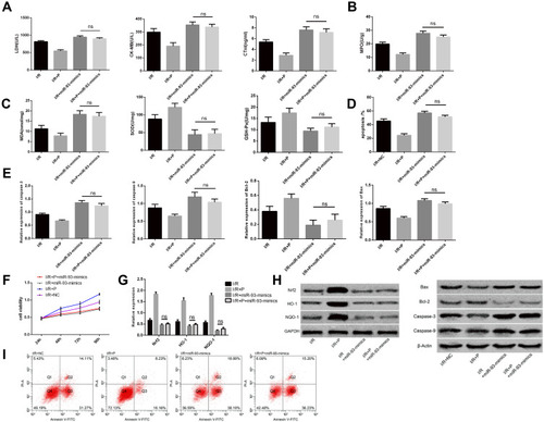 Figure 4 miR-93 reverses pravastatin on myocardial injury. (A) effects of different groups on myocardial enzyme activity in animal models. (B) effects of different groups on inflammatory factor levels in animal models. (C) effects of different groups on oxidative stress level in animal models. (D) effect of different groups on myocardial cell apoptosis rate. (E) effects of different groups on expression of apoptosis-related proteins. (F) cell activity map after different transfection. (G) changes in expression of Nrf2, HO-1 and NQO-1. (H) Nrf2, HO-1, NQO-1 protein and apoptosis related protein figure. (I) cell apoptosis figure.