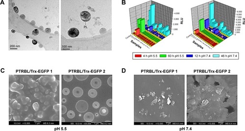 Figure 7 Screening of PTRBL/Trx-SIP nanoparticles with pH-sensitive release characteristics and biocompatibility.Notes: (A) Morphology of the samples (FEI Tecnai G2 F20 S-TWIN TEM at 200 kV). PL, PMMMA shielding layer. (B) Screening of the pH-responsive PMMMA-PLGA/Trx-EGFP nanoparticles. PMMMA synthesized with two series of ratios (Rto) of precursors were determined. A gradual increased release at pH 7.4 is indicated by arrows in red. Release retarded in the first 12 h at pH 7.4 is shown by pink arrows. Cessation of release at pH 7.4 by 46 h is indicated by white arrows. The yellow arrows indicate increased release at pH 5.5. Suspensions of PLGA/Trx-EGFP nanoparticles were set as controls. (C) Morphology of representative samples under pH 5.5. (D) Morphology of representatives at pH 7.4. Trypsin is supplemented to the samples. (E, F) Screening of biocompatible PTRBL/Trx-SIP from series 1 and 2 with PMMMA synthesized with varied ratios of precursors. Adapted from Biomaterials, 77, Zhang et al, Controlled and targeted release of antigens by intelligent shell for improving applicability of oral vaccines, 307–319,Citation84 Copyright 2016, with permission from Elsevier.Abbreviations: EGFP, enhanced green fluorescent protein; PLGA, poly(lactic-co-glycolic acid); PTRBL, pH and trypsin responsive bilayer; RLU, relative light unit; SIP, surface immunogenic protein.