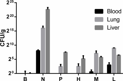 Figure 5 Bacteria loads of organs (blood, lung, and liver) in control and geraniol injected groups. B: control group, N: model group, P: positive control group, H: high dose group, M: medium-dose group, L: low dose group.