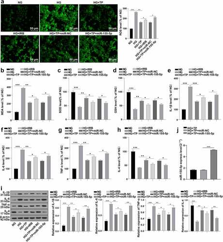 Figure 3. TP alleviated oxidative stress and inflammatory damage in MPC5 cells induced by HG based on miR-155-5p. The podocyte injury was induced by HG and podocytes were treated with TP. Mouse podocytes treated with HG and TP were transfected with miR-155-5p mimics to increase the expression of miR-155-5p. After 48 h of treatment, relevant tests were performed. A: The ROS levels in mouse podocytes were detected by DCFH-DA kits. B-D: The levels of oxidative stress-related enzymes such as MDA, SOD, and GSH in MPC5 cells were detected by ELISA kits. E-H: The levels of Il-1 β, IL-6, TNF-α, and IL-4 in MPC5 cells were detected by ELISA kits; I: The protein levels of IL-1β, IL-6, TNF-α, and IL-4 in MPC5 cells were detected by WB. J: The level of miR-155-5p in mouse podocytes was detected by RT-qPCR; The value of miR-155-5p in Figure J was consistent with that in Figure 2b; Measurement data were expressed as mean ± standard deviation, the cell experiment was independently repeated 3 times. Kruskal-Wallis univariate ANOVA (k samples) test was used for data comparison among multiple groups. P value was obtained from a bilateral test, * P < 0.05, ** P < 0.01, *** P < 0.001.