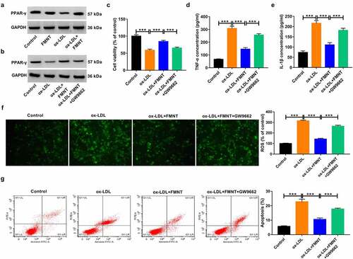 Figure 6. Inactivation of PPAR-γ signaling reversed the effects of FMNT on ox-LDL-induced endothelial injury. (a) Western blot assay was applied to evaluate the effect of FMNT on PPAR-γ expression in ox-LDL-treated HUVECs. (b-g) PPAR-γ antagonist (GW9662, 5 μM) was used to block PPAR-γ signaling in HUVECs prior to ox-LDL and FMNT treatment, followed by assays of PPAR-γ protein expression (b), cell viability (c), TNF-α and IL-1β level in culture supernatant (d and e), intracellular ROS level (f) and apoptotic rate (g). ***P < 0.001