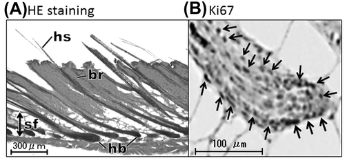 Fig. 1. Identification of anagen hair follicles by HE staining (A) and immunohistochemistry for Ki67 (B).
