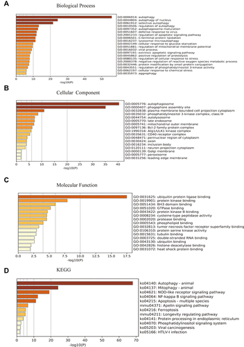 Figure 2 GO and KEGG enrichment analysis. A histogram of GO enrichment analysis of DEGs, included biological process (A), cellular component (B), and molecular function (C); the enrichment KEGG pathways (D).