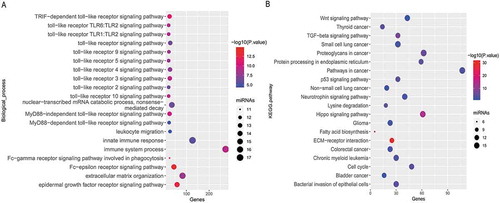 Figure 5. Enrichment analysis of the 25 miRNAs. (a) Significantly enriched immune-related biological process GO terms and (b) Significantly enriched cancer-related KEGG pathways.