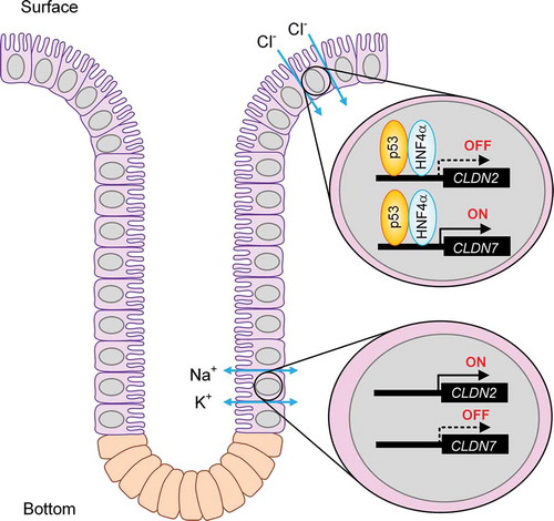 Figure 9. A putative regulatory model of CLDN2 and CLDN7 expression in the colon. The complex of p53 and HNF4α controls the expression of CLDN2 and CLDN7 in the crypt of colon, leading to alteration of paracellular fluxes of Na+, K+, and Cl