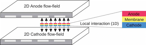 Figure 1. The 2D anodic and cathodic field variables of a PEFC are locally coupled with the 1D MEA model.