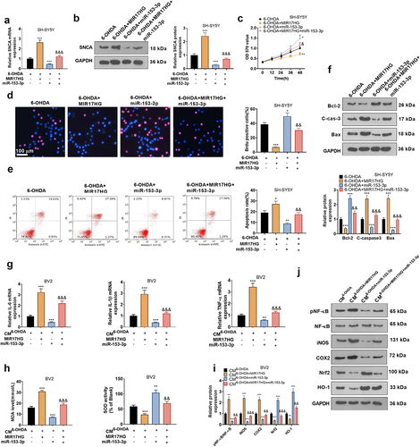 Figure 9. MIR17HG hindered the anti-inflammatory and anti-neuronal apoptotic properties of miR-153-3p.