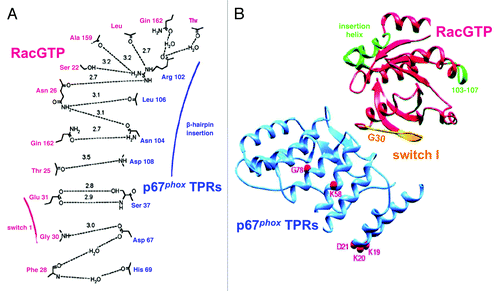 Figure 1. The interface between Rac and p67TPR. (A) Schematic representation of the hydrogen bond interactions at the interface between Rac and p67phox TPRs. Residues from Rac are labeled in red and residues from p67phox TPRs, in blue. Hydrogen bonds are depicted as dotted lines with the bond distances indicated in Å. The positions of switch I and the β hairpin insertion are indicated in red and blue, respectively. (B) Ribbons representation of the RacGTP (red)/p67phox TPR (blue) complex. The effector loop of Rac is colored in yellow, and amino acids 103–107 and the helical insert region (120–135) are indicated in green. The position of Gly30 at the N terminus of the effector loop is indicated to show the orientation of switch I. The positions of mutations in p67phox occurring in CGD are shown as red spheres (Reprinted with permission from ref. Citation73. Copyright 2000, Elsevier).