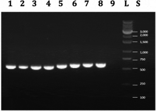 Fig. 8 PCR band of size ca. 700 bp obtained for 8 isolates of Fusarium oxysporum from cannabis plants (BC-3, BC-6, BC-7, BC-9, BC-12, BC-16, BC-21, BC-26) using the EF-1 primer set. Lane 9 is the water control