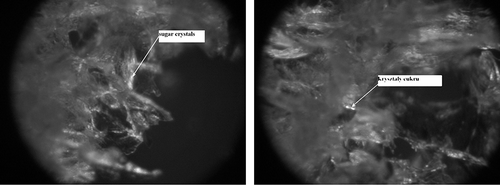 Figure 7 Degree of impregnation of freeze-dried strawberry tissue not subjected to osmotic dehydration (II) by sugars naturally occurring in the fruit. (a) Fragment of the surface layer—zoom 600×; and (b) Fragment of the inner part of a freeze-dried strawberry—zoom 1200×.