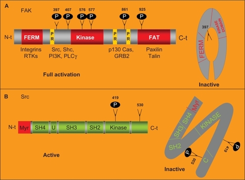 Figure 2 FAK and Src structure.Notes: A) FAK structure. FAK harbors a central region with kinase activity that is flanked by a N-terminal region that contains the FERM domain and by a C-terminal region that contains the FAT domain. The autophosphorylation in its Y397 residue increases its catalytic kinase activity and allows the binding of specific intracellular proteins. FAK is phosphorylated by Src in its Y576 and Y577 residues allowing its full catalytic activity. In absence of stimulus, the FERM domain works as a negative regulator of FAK activity through its interaction with the kinase domain preventing the phosphorylation in Y397. In response of stimuli, the FERM domain interacts with the cytoplasmic tail of the integrins. Allowing the autophosphorylation of FAK in this tyrosine. The FAT domain, placed in the C-terminal region, mediates the co-localization of FAK with the FA areas through the interaction of FAK with the FA associated proteins talin and paxillin. Two proline-rich domains (PR) mediate the interaction of FAK with SH3 containing proteins such as p130 CAS. B) Src structure. Src is comprised of six domains: a SH4 involved in targeting Src to the plasmatic membrane, a region U that is specific of each Src family member, a SH3 and a SH2 domain involved in the interaction of Src with other intracellular proteins and a SH1 domain involved in ATP and substrate binding. The phosphorylation in Y419 residue of the SH1 domain is required for maximum kinase activity. Placed immediately adjacent to the SH1 domain there is a negative regulatory domain. After phosphorylation of the Y530 residue, in the negative regulatory domain, Src becomes inactive.