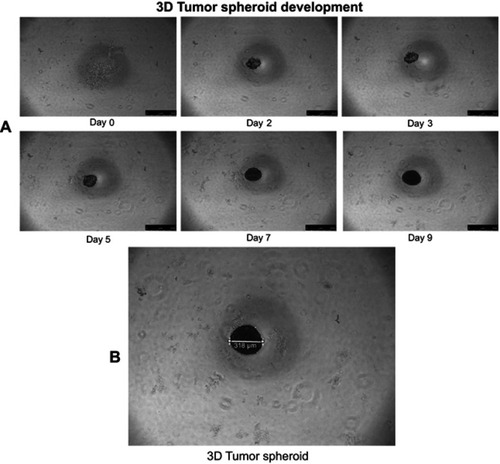 Figure S2 Representative bright-field images of A549 tumor-spheroid development. (A) Development of three-dimensional (3D) lung tumor spheroid at different time points (0, 2, 3, 5, 7 and 9 days). (B) Compact and uniform tumor spheroid (>300 µm) were selected for use in tumor-spheroid penetration and growth inhibition studies. The scale bar represents 500 µm. The bright-field images show that 3D lung tumor spheroids have been formed by the 2nd day, after incubation of A549 cells (1x103 cells in each well) in a 96-well plate precoated with 2% (w/v) agarose at 37 °C.