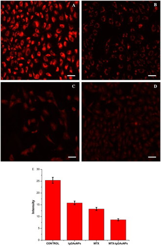 Figure 6. Mitochondrial depolarisation by disrupting mitochondrial membrane potential (DWm) in A549 cells and images observed by staining with Mitotracker Red CMXROS at Scale bar = 50 µM; 20X magnification. (A) Untreated control cells, (B) IgGAuNPs treated cells, (C) MTX treated cells, (D) MTX-IgGAuNPs treated cells, at their respective IC50 concentrations, and (E) Graph showing change in intensity of Mitotracker Red CMXROS stained control, IgGAuNPs, MTX, and MTX-IgGAuNPs treated cells.