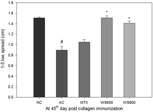 Figure 7. 1–5 toe spread of rats at the 45th day post collagen immunization. NC: normal control, AC: arthritic control, MTX: methotrexate (0.3 mg kg−1), WS 600; W. somnifera (600 mg kg−1), WS 800: W. somnifera (800 mg kg−1) treated rats with ± SEM, N = 6, *p < 0.05 versus AC, #p < 0.05 versus NC.