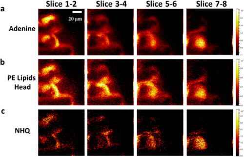 Figure 3. Orbitrap MS images of a frozen-hydrated Pseudomonas aeruginosa biofilm. (a) Adenine, a nucleic acid marker that can originate from both the bacterial cytoplasm and the extracellular DNA present in the extracellular matrix. (b) PE lipid head groups, markers for the bacterial membrane and only associated with bacterial cells and macrovesicles. (c) NHQ (5-Nitro-8-Hydroxy Quinoline) is an extracellular signalling molecule, but because of its physical properties, a high proportion is associated with the cell envelope and any macrovesicles that had been shed into the biofilm matrix. Image from Zhang et al. (Citation2020). Permission for using the image was granted.