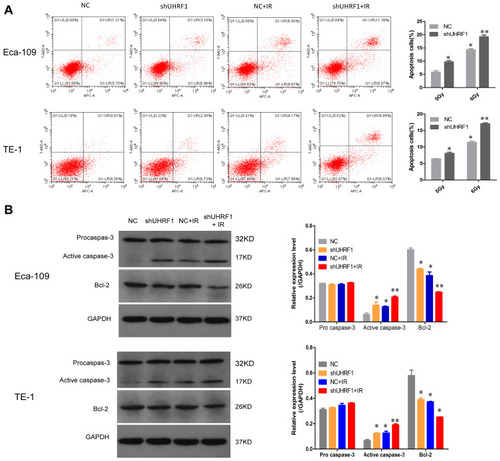 Figure 3 Knockdown of UHRF1 induced apoptosis in ESCC cells before and after 6 Gy irradiation. (A) Apoptotic changes in ESCC cells in different groups were examined with FCM. (B) Western blot analysis of apoptosis-related markers in ESCC cells in different groups (*P < 0.05, **P < 0.01 vs NC group).