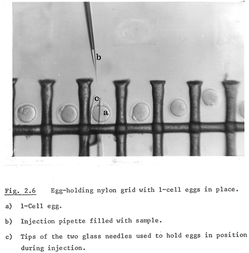 Figure 4. Keith Willison’s unusual microinjection set-up, which involved a nylon grid to hold embryos in place. While one-cell eggs are used in the image, their manipulation did not make it into the thesis text. From Willison, Microinjection of Mammalian Eggs, 24, Reproduced with permission.