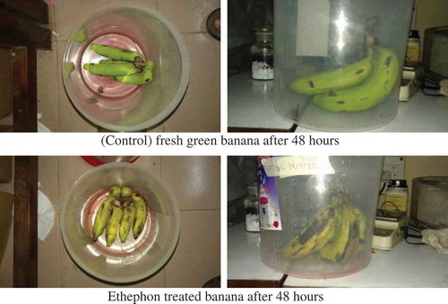 Figure 1. Ethepon-treated artificially ripened banana.