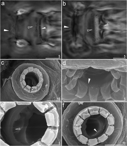 Figure 2. Macrobiotus kosmali sp. nov.: a – oral cavity armature (paratype, PCM) from dorsal side; b – oral cavity armature (paratype, PCM) from ventral side; c – mouth with ten peribuccal lamella (paratype, SEM); d – f– oral cavity armature (paratype, SEM). Filled unindented arrowhead represents first band of teeth, empty unindented arrowhead represents second band of teeth, filled indented arrowhead represents third band of teeth from dorsal side and empty indented arrowhead represents third band of teeth from ventral side. Scale bars in µm.