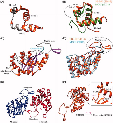Figure 3. Structure of the Sleeping Beauty transposase. (A) Structure of the PAI domain as deciphered by NMR. The structure consists of three α helices (in orange; PDB 2M8E). Amino acids involved in DNA binding are highlighted in gray. (B) Superimposition of PAX5 (in green; PDB 1K78) with the PAI domain. The differences are highlighted by a dotted circle. (C) Structure of the catalytic domain (CD; in orange; PDB 5CR4) showing the N-terminal interdomain linker in gray, α helices in orange, β sheets in purple. The glycine strip (shown in cyan) is part of the clamp loop. The three catalytic residues, DDE are shown in gray. (D) Superimposition of the catalytic domain (CD) of SB (red) on MOS1 structure (cyan; PDB 3HOS). Note that main differences among them are located in the clamp loop (circled dotted line). (E) The potential role of the clamp loops in SB dimerization. (F) The mutation (I212S) further improves the hyperactivity of SB100X (Voigt et al., Citation2016). The DAVQ stretch is used as a reference to show the position of I-212 (refer the adjoining inlet). The structural analysis was done by the Chimera version of 1.10.2 (Pettersen et al., Citation2004). A color version of the figure is available online (see color version of this figure at www.informahealthcare.com/bmg).