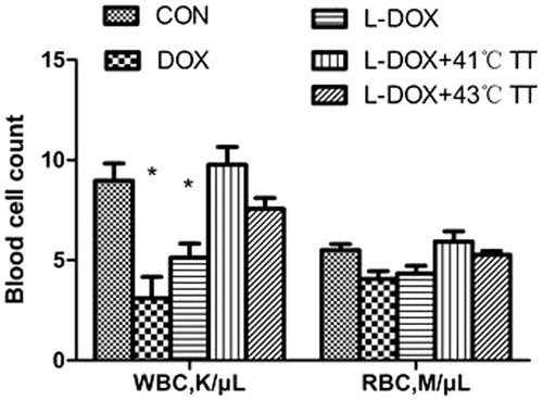 Figure 3. Blood cell count in each group after treatment (n = 3; WBC: white blood cell; RBC: red blood cell). *Dox and L-Dox versus the control (CON) and L-Dox + 41 °C, p < 0.05.