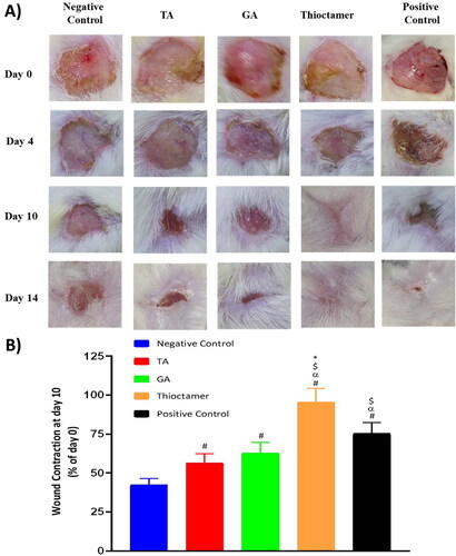 Figure 5. (A) Wound closure in diabetic rats at day 0, 4, 10, and 14 in the five experimental groups. (B) Wound contraction % at day 10. Data are shown as mean (n = 6)±SD. #Significantly varied vs. negative control, αsignificantly varied vs. TA, $significantly varied vs. GA, and *significantly varied vs. positive control.
