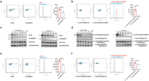 Figure 3. Validation of the surface localisation of OMP76 and the ability of OMP76 to mediate bacterial binding of dVn. (a) FACS analysis of R. anatipestifer RA-YM and R. anatipestifer RA-YMΔOMP76 binding to OMP76 pAb. (b) FACS analysis of E. coli BL21(DE3)/BL21(DE3)/Pet−16b−16b-OMP76 and E. coli BL21(DE3)/pET−16b binding to OMP76 pAb. (c) Western blot assay of binding of the RA-YM and RA-YMΔOMP76 strains to dVn in normal duck serum and to purified dVn protein. (d) Western blot assay of E. coli BL21(DE3)/BL21(DE3)/Pet−16b−16b-OMP76 and E. coli BL21(DE3)/pET−16b binding to dVn in normal duck serum and to purified dVn protein. (e) FACS analysis of binding of the RA-YM and RA-YMΔOMP76 strains to purified dVn protein. (f) FACS analysis of binding of E. coli BL21(DE3)/BL21(DE3)/Pet−16b−16b-OMP76 and E. coli BL21(DE3)/pET−16b to purified dVn protein. A representative image of three independent experiments is shown. The nature of data points belongs to biological repetition.