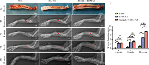 Figure 9 Postoperative gross observation and X-ray analysis: (A) Gross observation of bone healing 12 weeks after surgery. (B) X-ray imaging immediately after surgery. (C) X-ray imaging at 4 weeks postoperative. (D) X-ray imaging at 8 weeks postoperative. (E) X-ray imaging at 12 weeks postoperative. (F) Bone formation scoring analysis, indicating superior bone healing in the rhCXCL13-HHM/CS group compared to the HHM/CS and blank groups. Statistical analysis was performed using ANOVA and LSD tests, with results expressed as mean ± SD (*p < 0.05, **p < 0.01, ***p < 0.001, n=3).