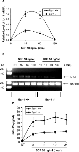 FIG. 5 Reduced IL-13 expression due to Egr-1 deficiency. (A-B) Wild-type or Egr-1–deficient BMMCs were stimulated with SCF (50ng/mL) for 15, 60 or 180 min. RNA from these cells was reverse transcribed to cDNA. Real-time quantitative PCR was performed to determine IL-13 expression. GAPDH was used as an internal control. Value of IL-13 mRNA was divided by that of GAPDH mRNA from the same sample. Error bars represent standard errors from three independent experiments (A). The PCR products were also separated by a 2% agarose gel and stained with ethidium bromide (B). (C) Wild-type or Egr-1–deficient BMMCs were stimulated with SCF (50 ng/ml) for 3, 6, 12, or 24 hr. Cell-free supernatants were used for examining IL-13 production by ELISA. Data were expressed as mean ± SE (n = 5).