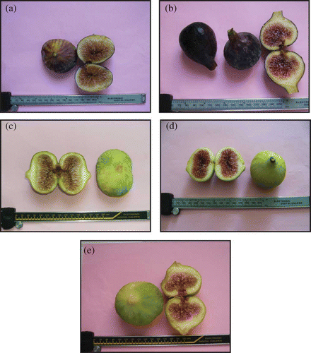 Figure 1 Photos showing shape and colour of skin and pulp of the five Tunisian figs: (a) ‘Bouhouli’, (b) ‘Zidi’, (c) ‘Thgagli’, (d) ‘Bidhi’, and (e) ‘Khedri’ cultivars. (Colour figure available online.)