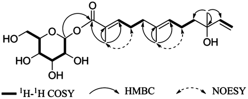 Fig. 2. Key HMBC, 1H-1H COSY, and NOESY correlations of 1.