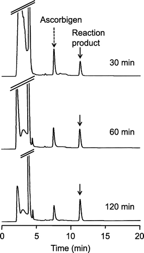 Fig. 3. HPLC chromatograms of the reaction product of ascorbigen with ABTS•+.Notes: Ascorbigen (200 μM) and ABTS•+ (1.0 mM) were incubated in citrate buffer (50 mM, pH 6). At 30, 60, and 120 min, aliquots of the reaction mixture were withdrawn and analyzed by HPLC.