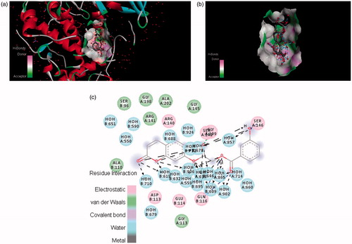 Figure 5. The potential ligand–protein interaction of compound 4a with the active site of tyrosinase (PDB ID 2ZWE) generated using Discovery Studio 4.0. The (A) and (B) show the three-dimensional docking of the compound in the binding pocket. Dashed lines indicate the interactions between the ligand and the amino acids of the receptor. The (C) shows the two dimensional interaction patterns. The legend inset represents the type of interaction between the ligand atoms and the amino acid residues of the protein.