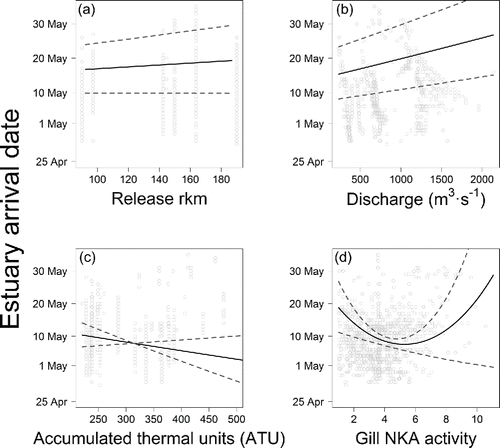 FIGURE 2. Predictions from the generalized linear model relating arrival date of acoustically tagged Atlantic Salmon smolts in the Penobscot River estuary in 2005–2013 to (a) release rkm (upstream of estuary), (b) discharge experienced from tagging to estuary arrival date, (c) accumulated thermal units experienced prior to release, and (d) gill NKA activity. The black lines indicate means and the dashed gray lines indicate the 95% CIs.