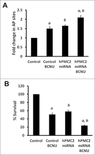 Figure 3. Enhanced BCNU-induced toxicity in hPMC2 downregulated MDA-MB-231 cells. (A) Control and hPMC2 downregulated MDA-MB-231 cells were either untreated or treated with 50 μM BCNU for 24 hours. Genomic DNA was isolated from cells and a biotinylated ARP was used to detect the abasic sites. Error bars indicate SEM of 2 independent experiments with triplicates for each treatment. a, significance (P < 0.05) vs. untreated cells; b, significance (P < 0.05) vs. control transfected cells with the same treatment. (B) Control and hPMC2 downregulated MDA-MB-231 cells were either untreated or treated with 50 μM BCNU for 48 hours and maintained for a week. MTT assay was performed and the bars represent the fold change in % survival. Error bars indicate SEM of 2 independent experiments with triplicates for each treatment. a, significance (P < 0.05) vs. untreated cells; b, significance (P < 0.05) vs. control transfected cells with the same treatment.