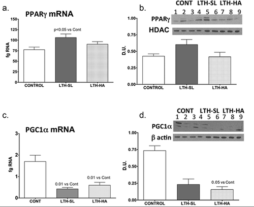 Figure 3. Messenger RNA concentrations (fg mRNA per 50 ng total RNA) and protein levels (Densiometric Units; D.U.) for PPARγ (a, b) and PGC1α (c, d). LTH-SL lambs (but not LTH-HA lambs) had elevated mRNA concentration of PPARγ (a; p < 0.05). A similar pattern was observed for protein (b). Lambs exposed to LTH in utero exhibited significantly decreased mRNA PGC1α (c, p < 0.001) in both LTH-HA and LTH-SL lamb compared to controls. Despite a similar pattern in the LTH groups, only the LTH-HA lambs exhibited a significant decrease in protein compared to controls. (d; p < 0.05; lanes 1–3 CONT; Lanes 4–6 LTH-SL; Lanes 7–9 LTH-HA)