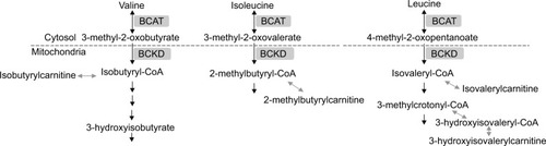 Figure 3 Schematic presentation of key enzymes and metabolites involved in branched-chain amino acid (valine, isoleucine, leucine) catabolic pathways.