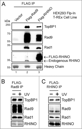 Figure 1. RHINO interacts with the 9-1-1 clamp and TopBP1 in human cells in the absence of DNA damage. (A) Flp-In T-REx 293 cells expressing the indicated construct were induced with tetracycline for 2 days, and cell lysates were subjected to anti-FLAG immunoprecipitation. Vector indicates an empty vector that does not express a FLAG-tagged protein. IPs were immunoblotted with the indicated antibodies. Antibody heavy chain was detected by staining the membrane with Ponceau S prior to immunoblotting. Molecular weight markers show the approximate molecular weight of the proteins that were detected with the indicated antibodies. (B) FLAG-Rad9 was immunoprecipitated from cells 1 hr following mock irradiation or irradiation with 20 J/m2 of UV-C, and then co-precipitating proteins were examined by immunoblotting. (C) FLAG-RHINO-expressing cells were examined as in (B).